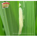 Mixed Insecticide Imidacloprid 2%+ Monosultap 68%WP Eliminating Rice Leaf Roller Rice Planthopper Tryporyza incertulas